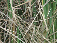 Spermestes cucullata