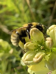 Bombus distinguendus