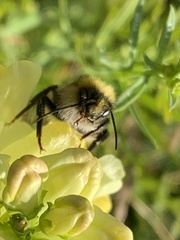 Bombus distinguendus