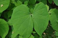 Jeffersonia diphylla