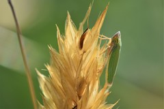 Draeculacephala crassicornis