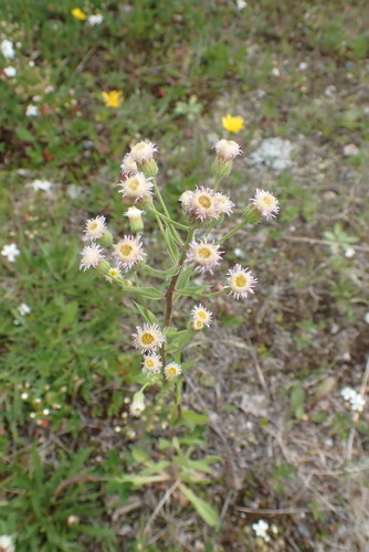 Erigeron acer iNat (3)