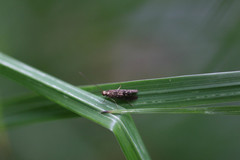 Annulipalpia