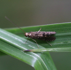Annulipalpia