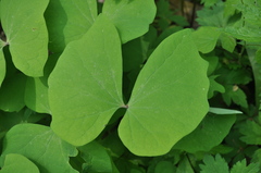 Jeffersonia diphylla