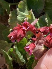 Telesonix heucheriformis