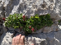 Telesonix heucheriformis