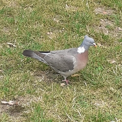 Columba palumbus