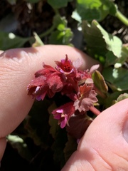 Telesonix heucheriformis