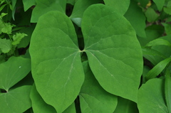 Jeffersonia diphylla