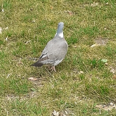 Columba palumbus