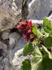 Telesonix heucheriformis