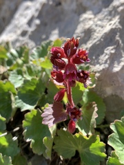 Telesonix heucheriformis