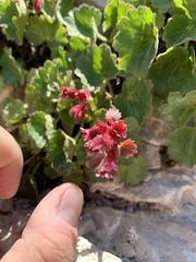 Telesonix heucheriformis