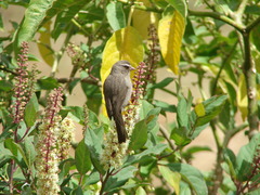 Crithagra tristriata