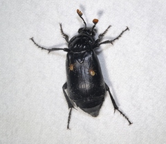 Nicrophorus nigrita