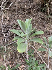 Cotyledon barbeyi