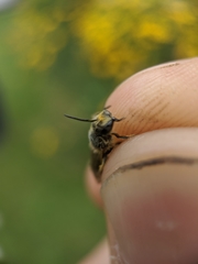 Lasioglossum zonulus