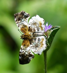 Diaeus variegata