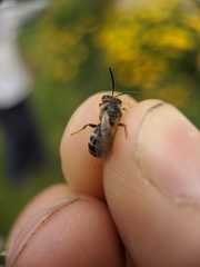 Lasioglossum zonulus
