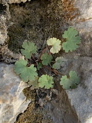 Veronica ranunculina