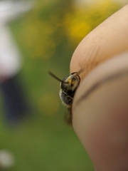 Lasioglossum zonulus