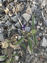 Trichostema laxum