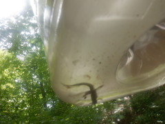 Desmognathus conanti