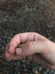 Cordylanthus tenuis brunneus