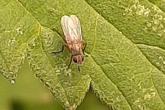Coenosia