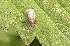 Coenosia