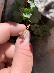 Veronica ranunculina