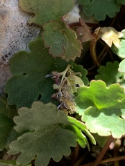Veronica ranunculina