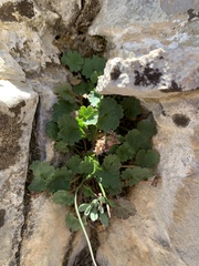 Veronica ranunculina