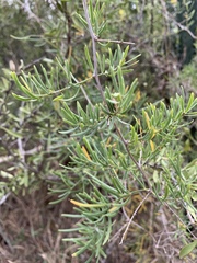 Asparagus natalensis
