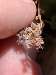 Veronica ranunculina