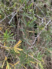 Asparagus natalensis