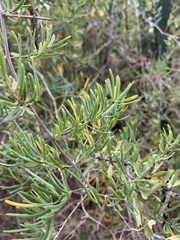 Asparagus natalensis