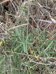 Asparagus natalensis