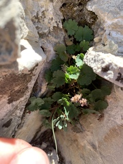 Veronica ranunculina