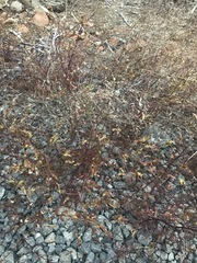 Cordylanthus tenuis brunneus