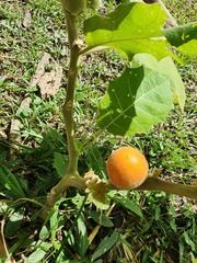 Solanum sessiliflorum