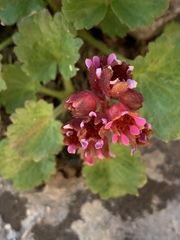 Telesonix heucheriformis