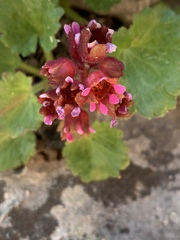 Telesonix heucheriformis