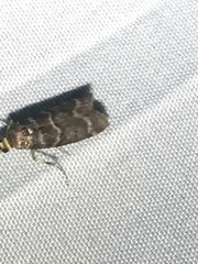 Ortholepis pasadamia