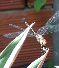 Dythemis sterilis