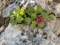 Telesonix heucheriformis