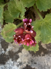 Telesonix heucheriformis