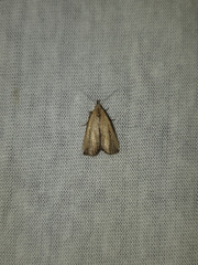 Macrochilo orciferalis