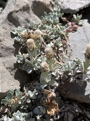 Antennaria soliceps